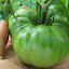 Tomato 'Paul Robeson'