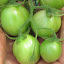 Tomato 'Thai Pink Egg'