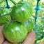 Tomato 'Isis Candy'