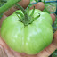 Tomato 'Gary's Gold'