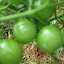 Tomato 'Sweet Million' 