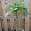 Money Tree