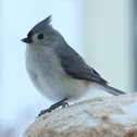 Tufted Titmouse