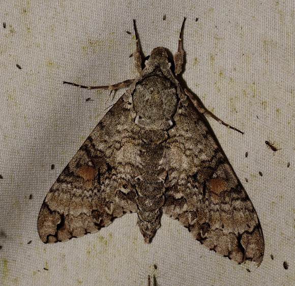 Spotting Image 1