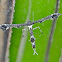 Plume Moth