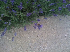 Posted via web from gregvedders's posterous