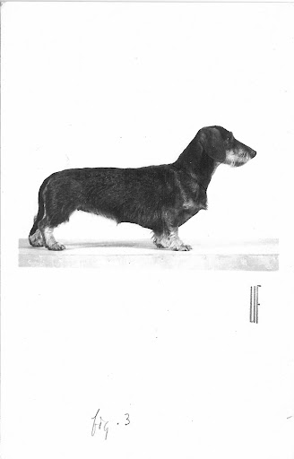 cream dachshunds for sale in florida