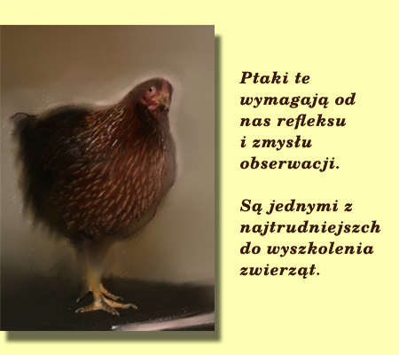 Ptaki te są jednymi z najtrudniejszych do wyszkolenia zwierząt.