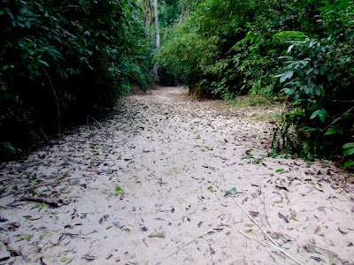 Satchari National Park
