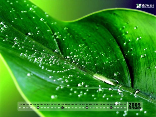 desktop wallpaper nature green. Green leaf: Natural Desktop