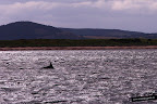 Delfines en Inverness