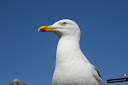 Mallaig Mallaig