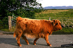 Plockton