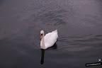 Los cisnes en libertad pertenecen a la Corona del Reino Unido