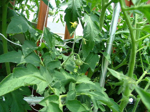 Tomato+plant+flowers+drop+off