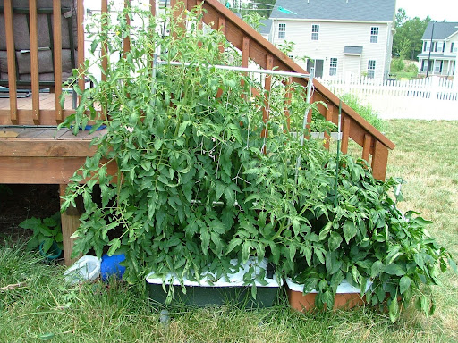 Tomato+plant+flowers+drop+off