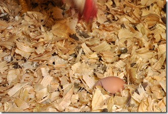 it's an egg! 080210  (20)crop