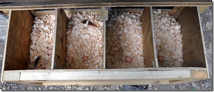 eggs 081410 (3)