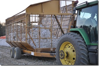 cotton harvest 2010 (4)