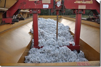 cotton harvest 2010 (8)