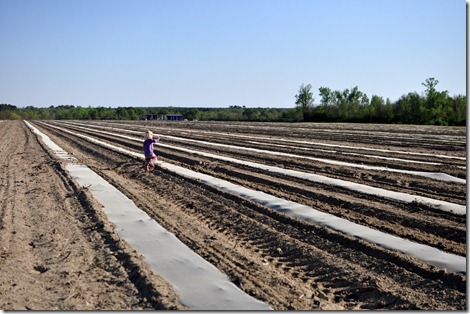 transplanting watermelons 0311 (24)