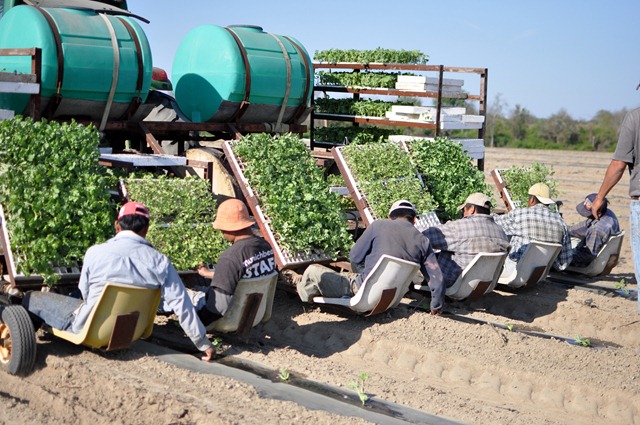 [transplanting watermelons 0311 (15)[5].jpg]