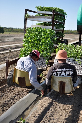 [transplanting watermelons 0311 (14)[4].jpg]