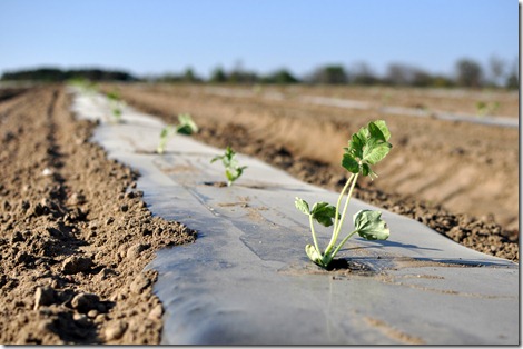 transplanting watermelons 0311 (60)