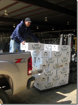 plant pickup 0311 (3)