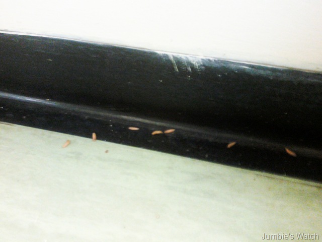 [Maggots[5].jpg]