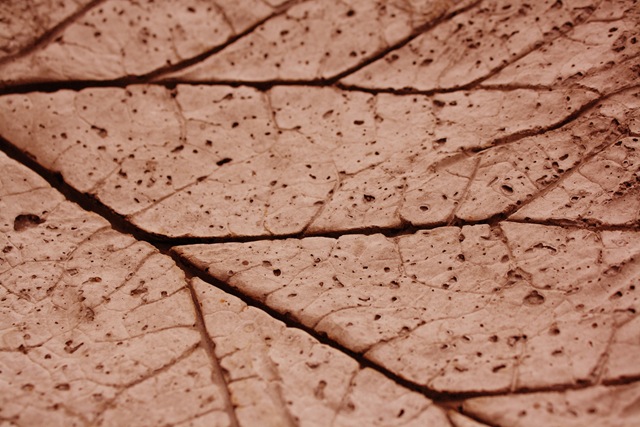 [texture2[4].jpg]