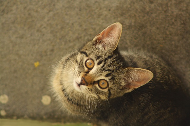 [kitty[4].jpg]