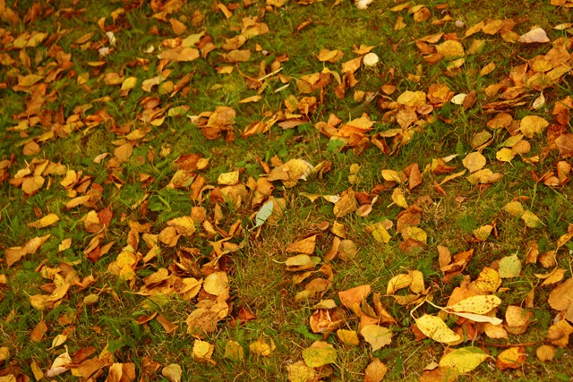 [autumn3[4].jpg]