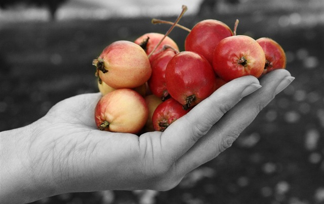 [apple[5].jpg]