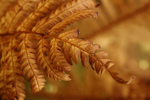 [autumn4[4].jpg]