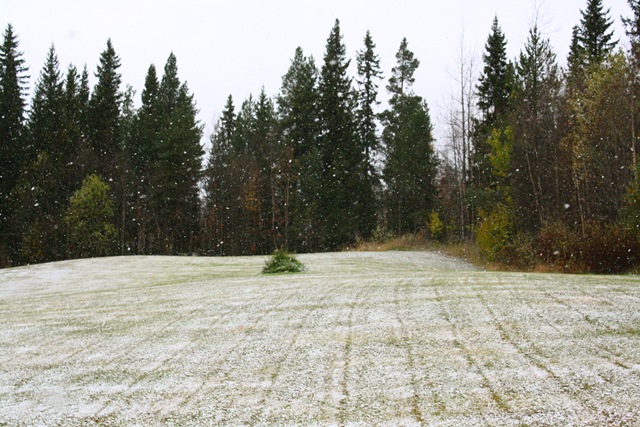 [snow1[4].jpg]
