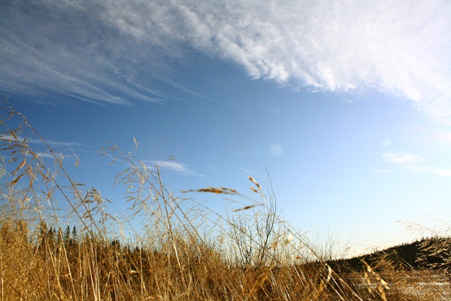 [dead grass3[4].jpg]