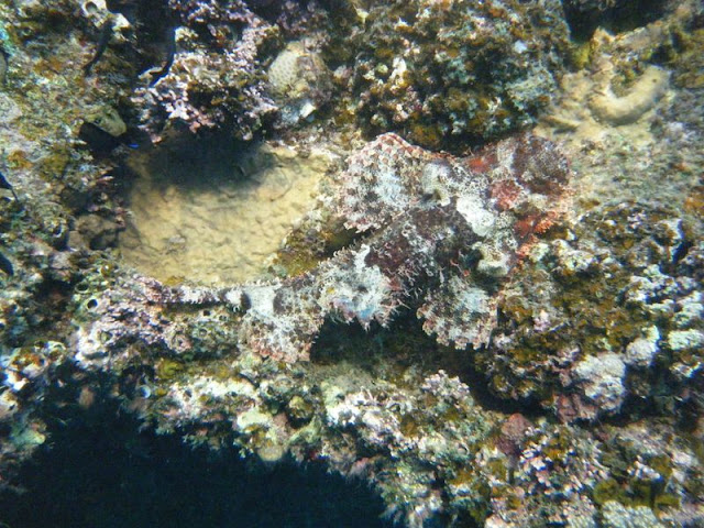 Poisson%20scorpion1.jpg