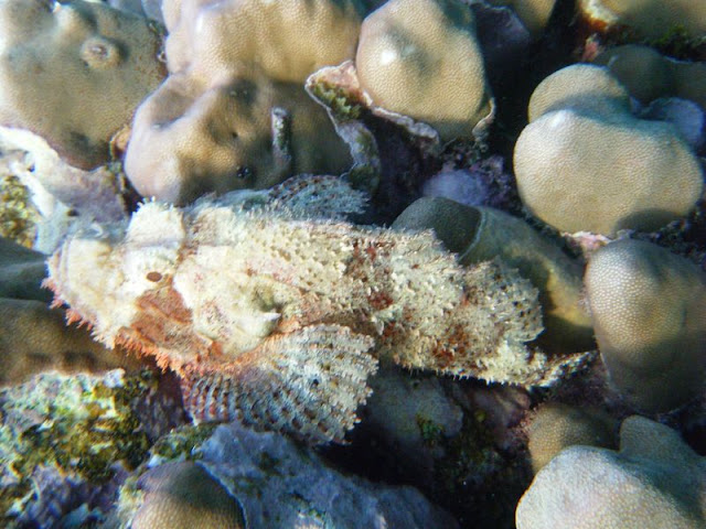 Poisson%20scorpion2.jpg