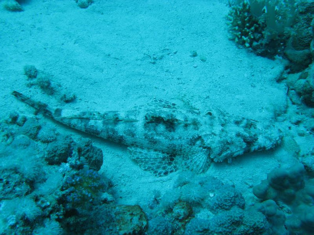 Canon2%20-%20poisson%20crocodile.jpg