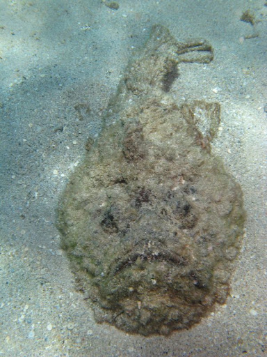 Marsa%20Shoni9%20-%20poisson%20pierre.jpg