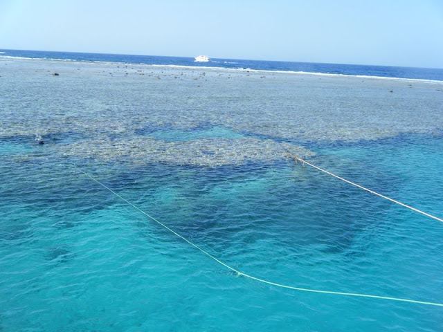 Marsa%20Shoni7%20-%20reef.jpg
