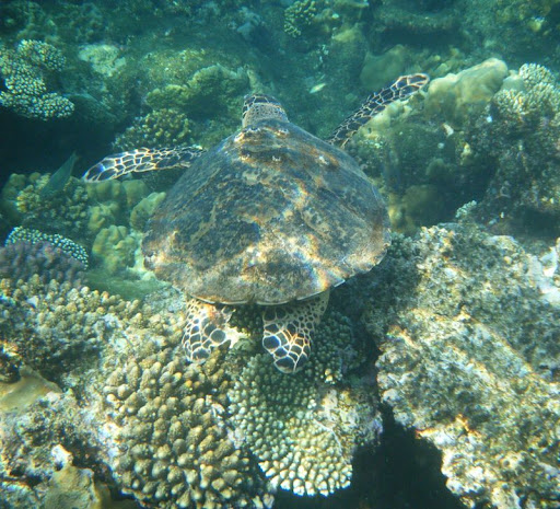 Reef%20sud2%20-%20tortue.jpg