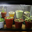 sundew's Sticky garden