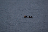 DSC_04820003.JPG Photo