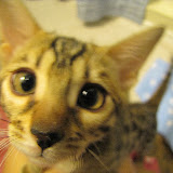 Niña close-up
