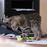 Niña on desk