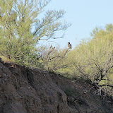 Owls