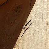 Additional inhabitants - praying mantis 4/19