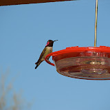 Red-headed hummer 4/4
